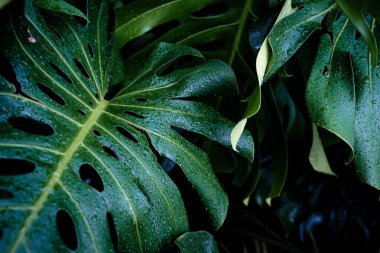 Yeşil desenli bitki yaprağı yağmur damlası canavarın üzerine düşüyor derin yeşil doğa arkaplanı