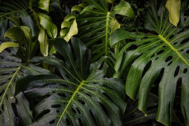 Dev canavar yeşil yaprak dokusu kapalı bitki bahçesi.