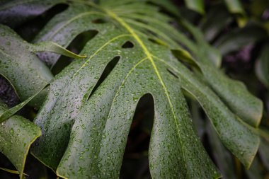 Dev canavar yeşil yaprak dokusu kapalı bitki bahçesi.