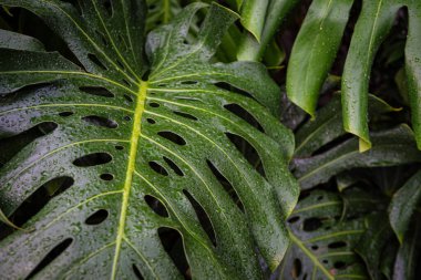 Dev canavar yeşil yaprak dokusu kapalı bitki bahçesi.