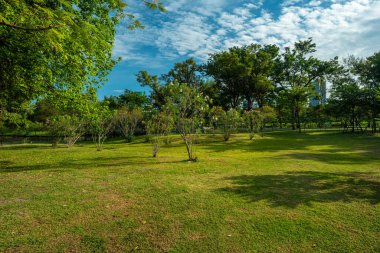 Yeşil çayır tropikal ağaç parkı ormanı dev mavi gökyüzü doğayı bulutlandırıyor.