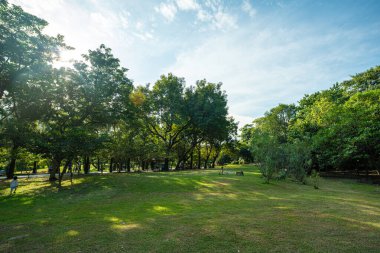 Yeşil çayır tropikal ağaç parkı ormanı dev mavi gökyüzü doğayı bulutlandırıyor.