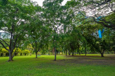 Yeşil çayır tropikal ağaç parkı ormanı dev mavi gökyüzü doğayı bulutlandırıyor.