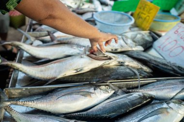 İnsanlar geleneksel balıkçılık gıda endüstrisinde seçilmiş deniz mahsulleri ton balıklarını elde tutuyorlar.