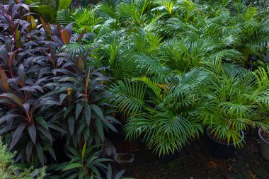 Çeşitli renklerde tropikal yağmur ormanları kapalı alanda bitki örtüsü rahatlar.