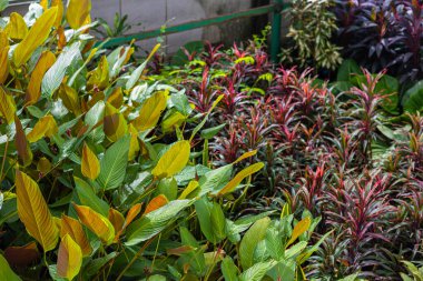 Çeşitli renklerde tropikal yağmur ormanları kapalı alanda bitki örtüsü rahatlar.