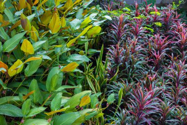 Çeşitli renklerde tropikal yağmur ormanları kapalı alanda bitki örtüsü rahatlar.