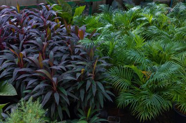 Çeşitli renklerde tropikal yağmur ormanları kapalı alanda bitki örtüsü rahatlar.