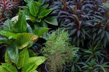 Çeşitli renklerde tropikal yağmur ormanları kapalı alanda bitki örtüsü rahatlar.