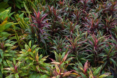 Çeşitli renklerde tropikal yağmur ormanları kapalı alanda bitki örtüsü rahatlar.