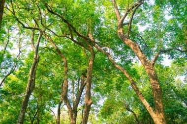 Şehir parkındaki yeşil tropikal yağmur ormanları güneş ışığı doğa manzarası