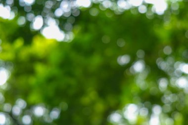 Soyut bulanıklaştırılmış Bokeh güneşli gece yeşil ağaç ormanı güneşli gün ekoloji arka planı