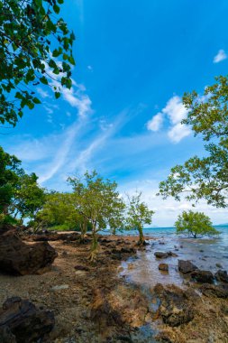 Deniz kıyısı kıyısı. Tropikal ağaç mavi gökyüzü. Yaz tatili manzarası bulutlu.