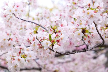 Pembe sakura çiçeği ağaç dalında çiçek açar. Tokyo kış mevsimi Japonya 'da.