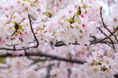 Pembe sakura çiçeği ağaç dalında çiçek açar. Tokyo kış mevsimi Japonya 'da.