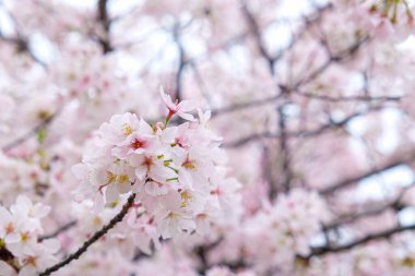 Pembe sakura çiçeği ağaç dalında çiçek açar. Tokyo kış mevsimi Japonya 'da.