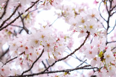 Pembe sakura çiçeği ağaç dalında çiçek açar. Tokyo kış mevsimi Japonya 'da.