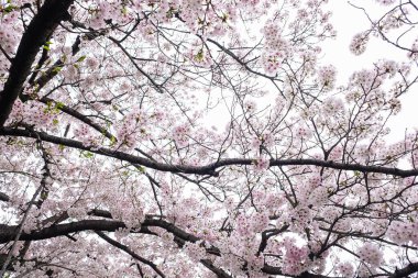 Pembe sakura çiçeği ağaç dalında çiçek açar. Tokyo kış mevsimi Japonya 'da.