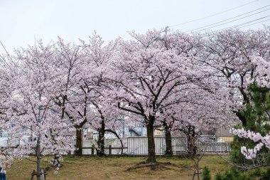 Pembe sakura çiçeği ağaç dalında çiçek açar. Tokyo kış mevsimi Japonya 'da.