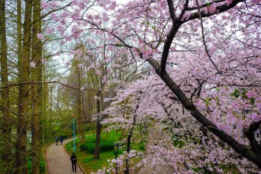 Pembe sakuralı yol çiçek açan şehir parkı Toky Japonya
