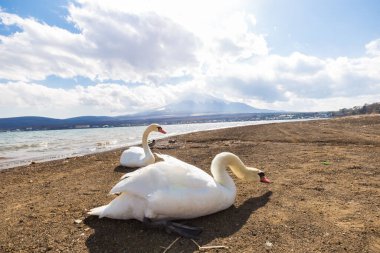 Beyaz Kuğu Yamanagako göl kıyısında bckground Fuji Dağı gezi Japonya ile üzerinde