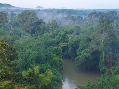 Tropikal yağmur ormanlarındaki hava manzarası nehri.