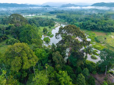 Tropikal yağmur ormanlarındaki hava manzarası nehri.