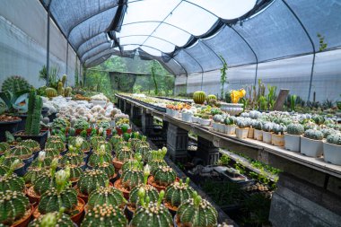 Açık hava botanik kaktüs çiftliği doğa endüstrisi.