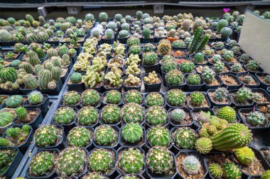 Açık hava botanik kaktüs çiftliği doğa endüstrisi.