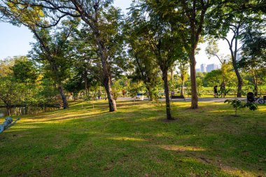 Şehir parkında ağacı olan yeşil çayır çimen. Güneş ışığı arka plan.