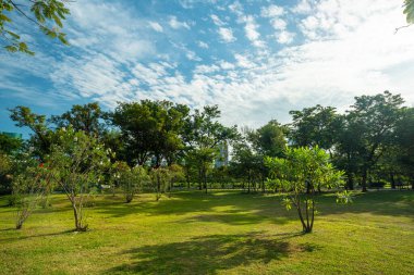 Şehir parkında ağacı olan yeşil çayır çimen. Güneş ışığı arka plan.