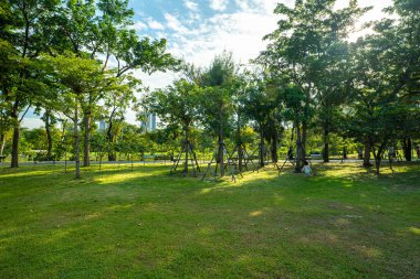 Şehir parkında ağacı olan yeşil çayır çimen. Güneş ışığı arka plan.