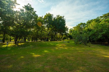Şehir parkında ağacı olan yeşil çayır çimen. Güneş ışığı arka plan.