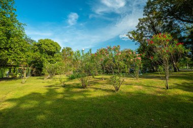 Şehir parkında ağacı olan yeşil çayır çimen. Güneş ışığı arka plan.