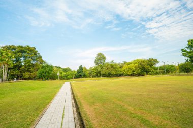 Şehir parkında ağacı olan yeşil çayır çimen. Güneş ışığı arka plan.