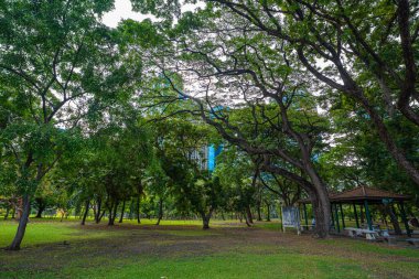 Şehir parkında ağacı olan yeşil çayır çimen. Güneş ışığı arka plan.