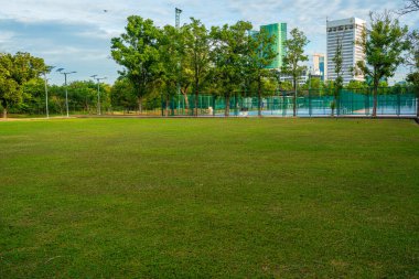 Şehir parkında ağacı olan yeşil çayır çimen. Güneş ışığı arka plan.