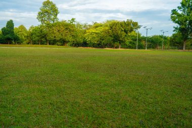 Şehir parkında ağacı olan yeşil çayır çimen. Güneş ışığı arka plan.