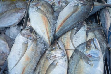 Ton balıklarının geçmişi Tayland 'da geleneksel balıkçılık pazarında satılıyor