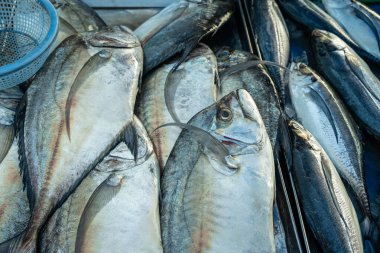 Ton balıklarının geçmişi Tayland 'da geleneksel balıkçılık pazarında satılıyor