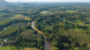 Hava manzaralı tropikal yeşil orman ağacı ve nehir kanalı sabah güneşinin doğduğu doğa manzarası.