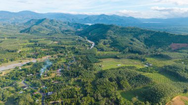 Hava manzaralı tropikal yeşil orman ağacı ve nehir kanalı sabah güneşinin doğduğu doğa manzarası.