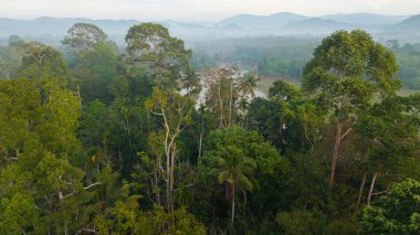 Hava manzaralı tropikal yeşil orman ağacı ve nehir kanalı sabah güneşinin doğduğu doğa manzarası.