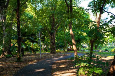 Yeşil şehir parkında asfalt yol taze yeşillik bahçesi doğa manzarası