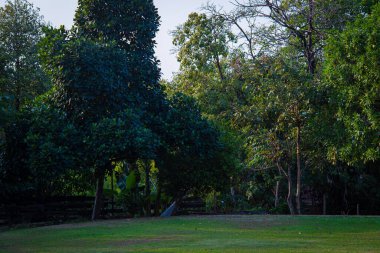 Bangkok Tayland 'daki şehir parkındaki Ağaç Ormanı Çiftliği