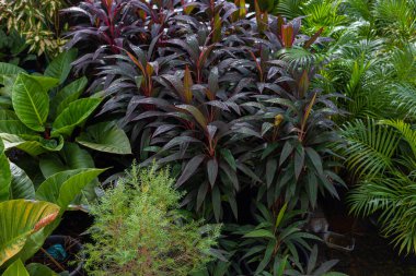 Kapalı alanda çeşitli renkli yaprak bitki örtüsü arka planı