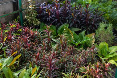 Kapalı alanda çeşitli renkli yaprak bitki örtüsü arka planı