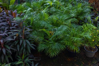 Kapalı alanda çeşitli renkli yaprak bitki örtüsü arka planı
