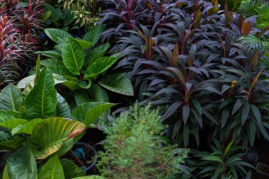 Kapalı alanda çeşitli renkli yaprak bitki örtüsü arka planı