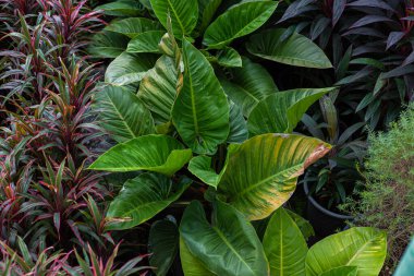 Kapalı alanda çeşitli renkli yaprak bitki örtüsü arka planı